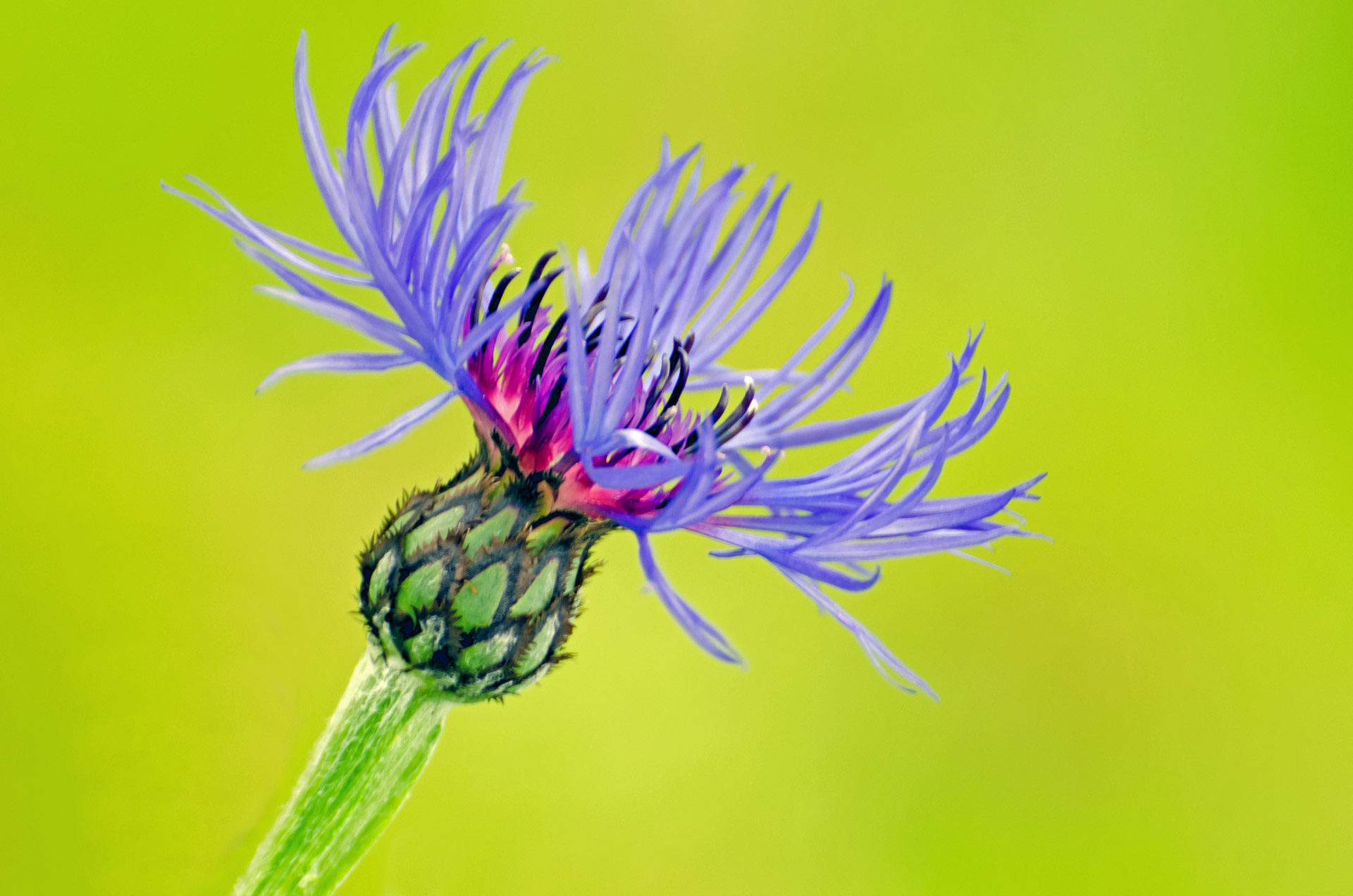 flowers flower plants free photo