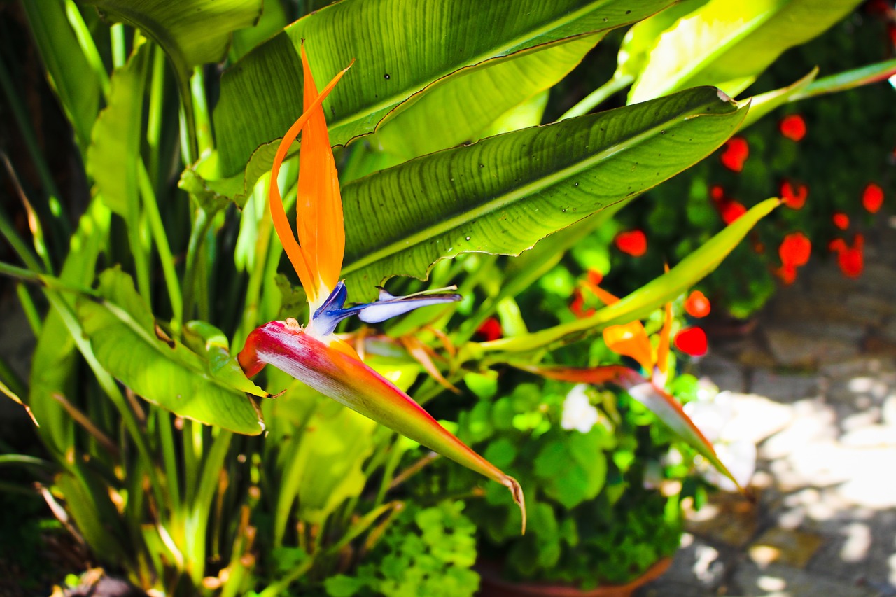 bird of paradise flower flower blossom free photo