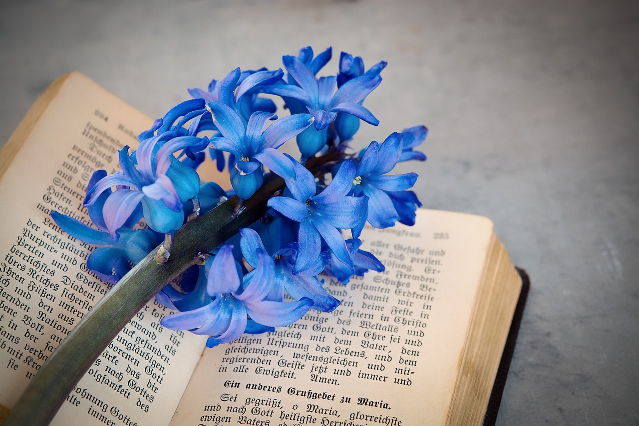 flower hyacinth blue free photo