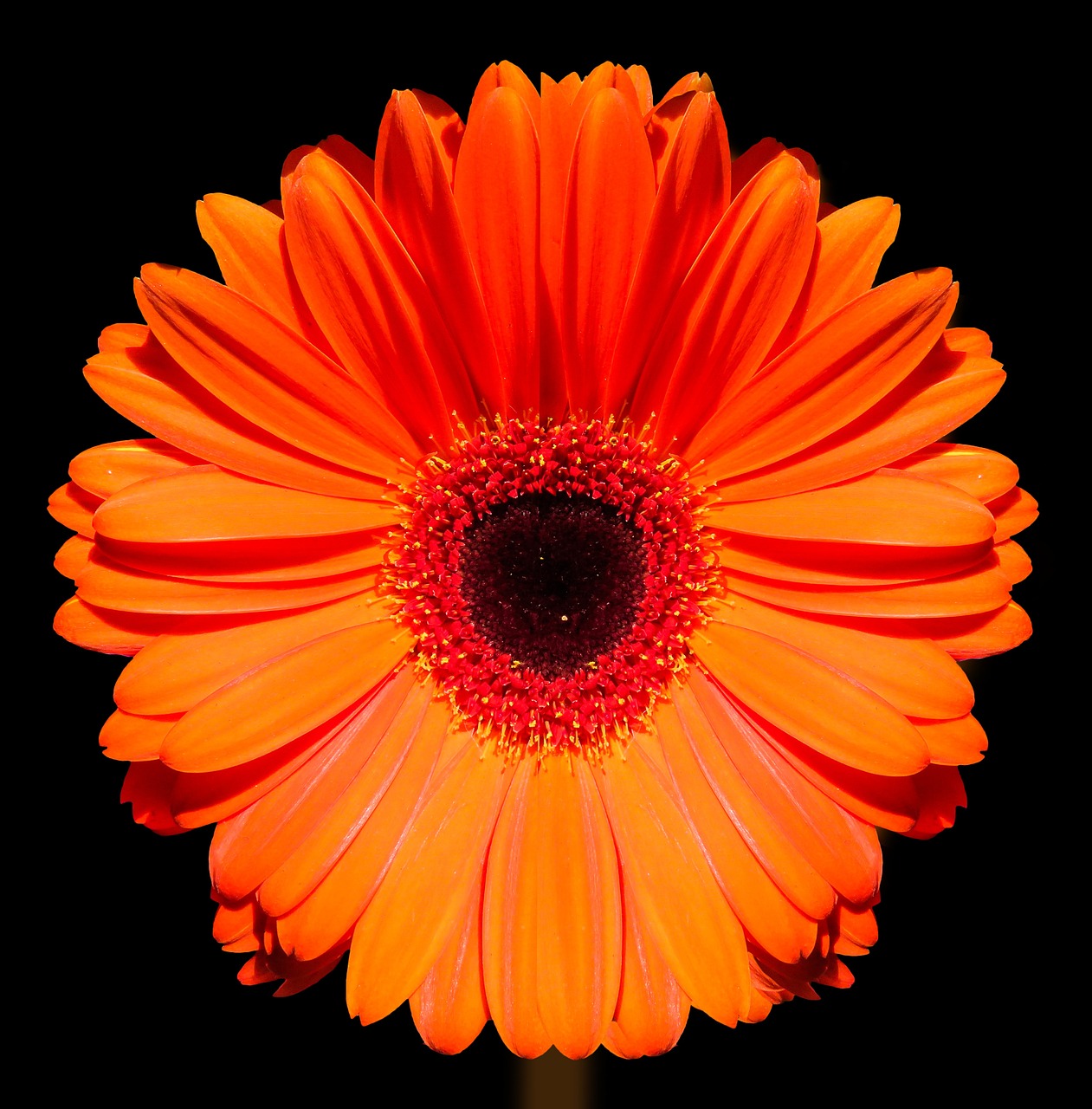 marigold flower blossom free photo