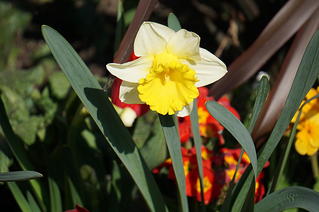 daffodil flower flora free photo