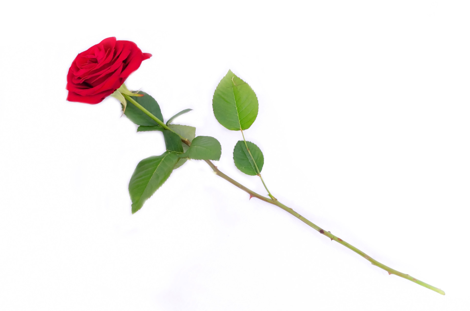 Красная роза со стеблем на прозрачном фоне