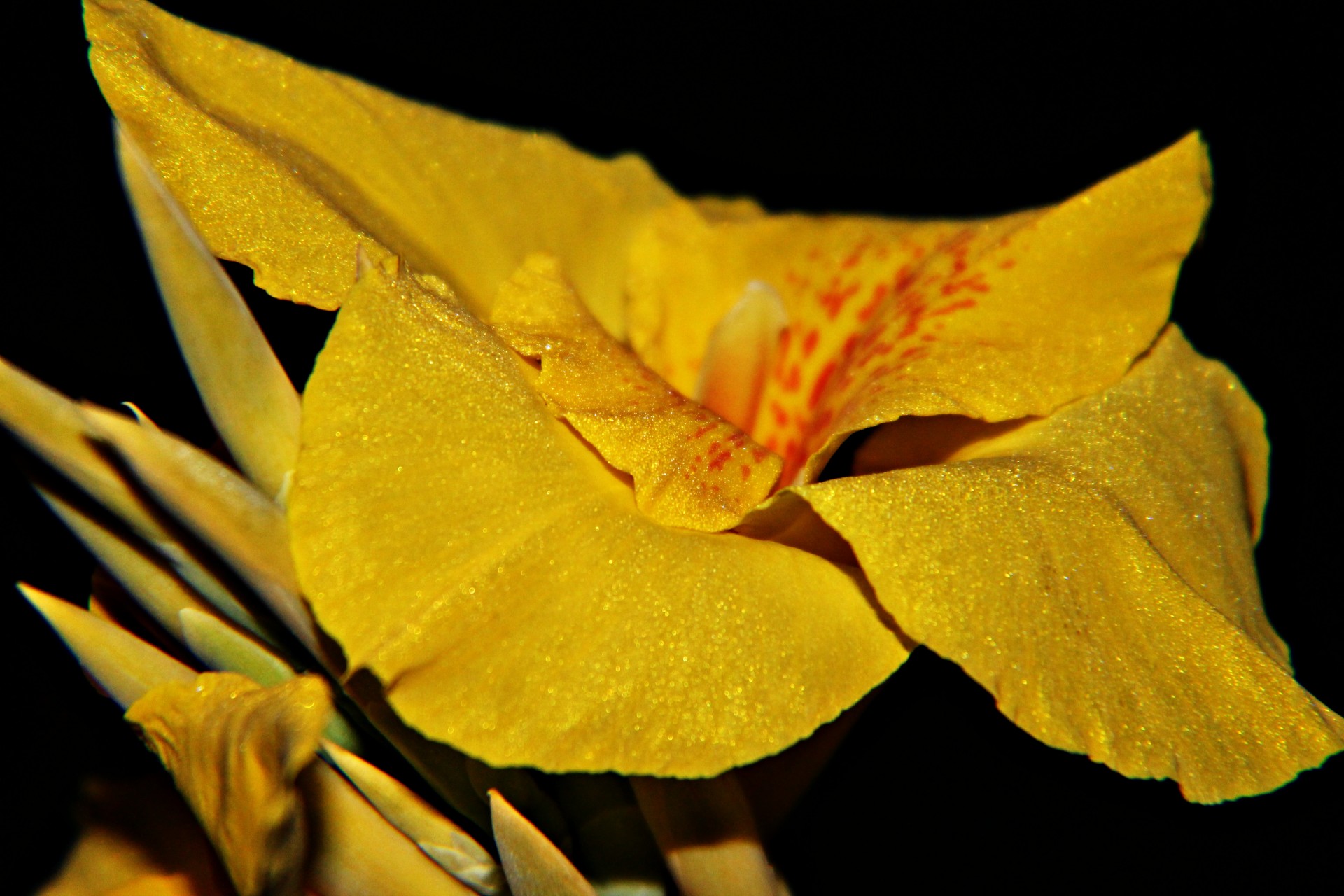 flower nature yellow free photo