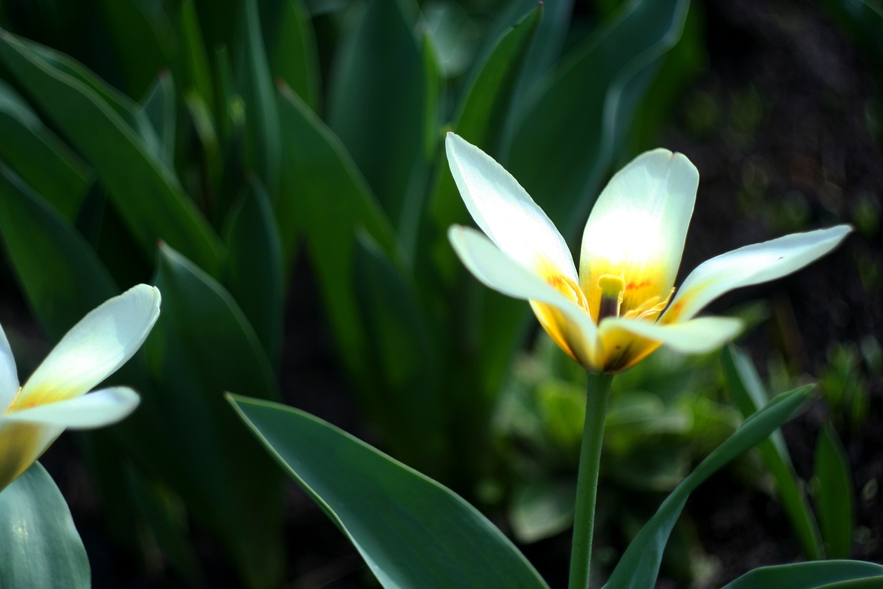 flower plant nature free photo