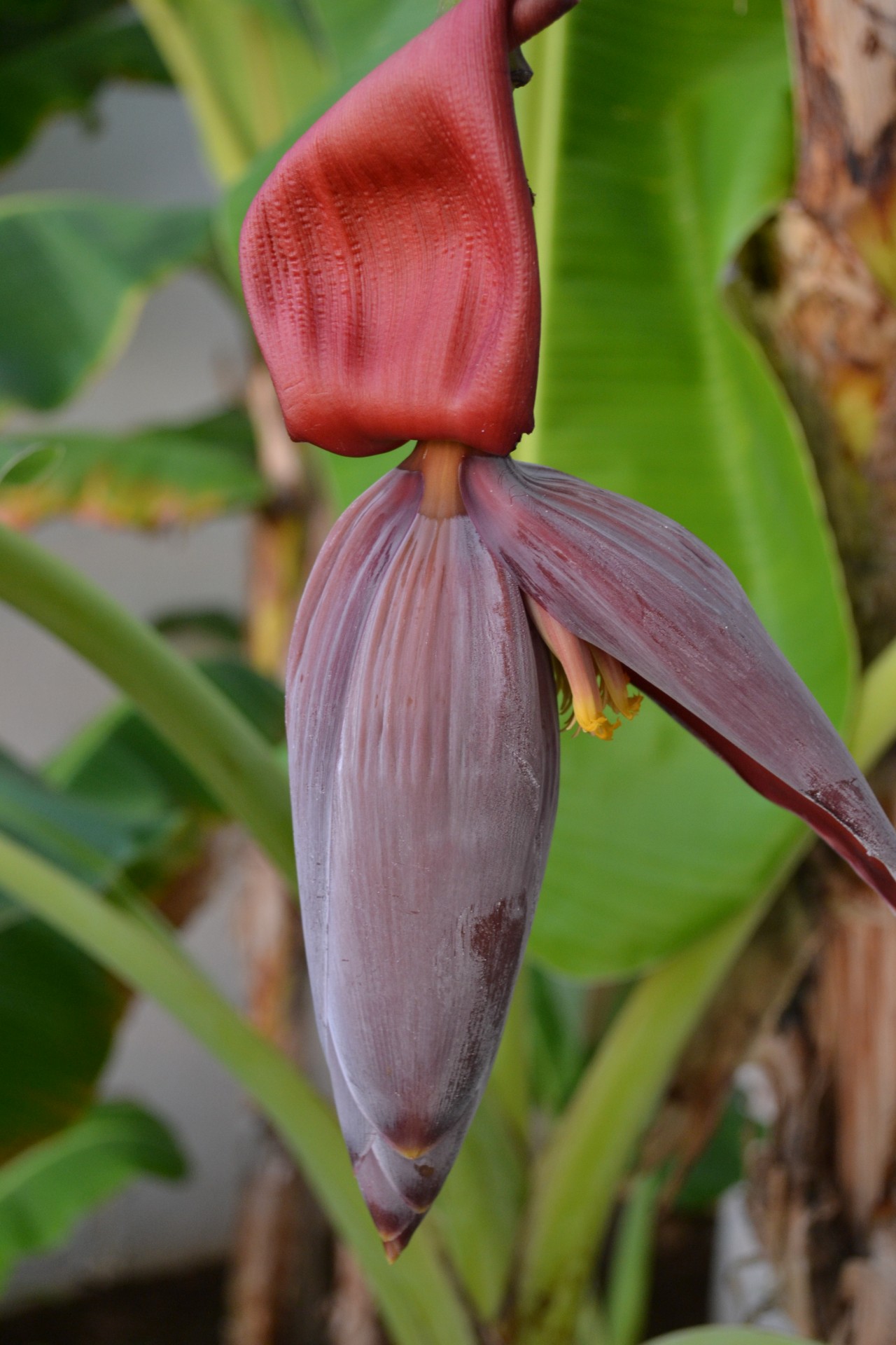 flower banana purple flower flower free photo