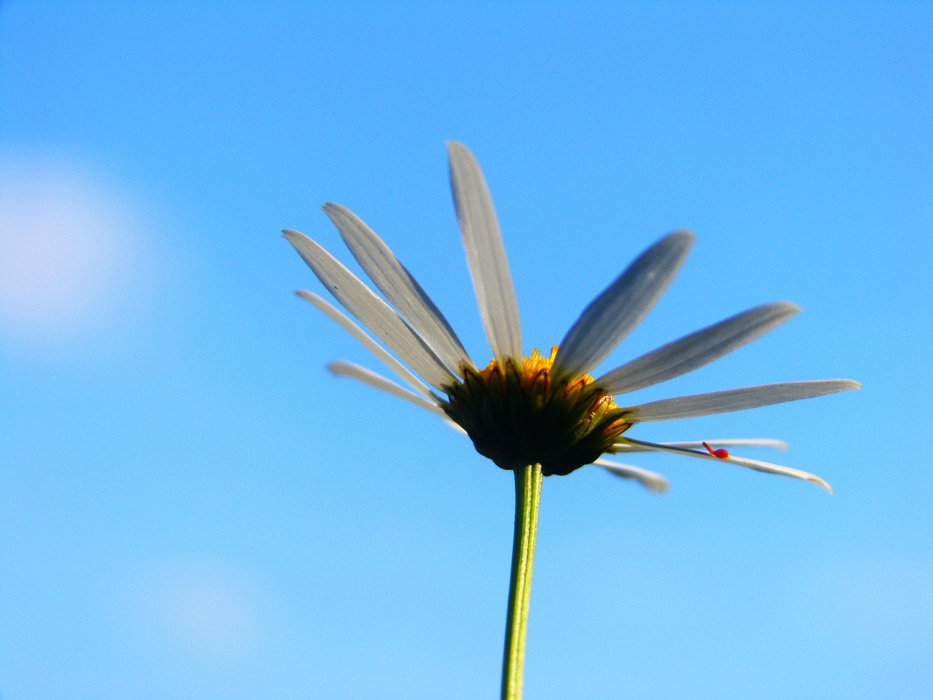 sky flower flower free photo