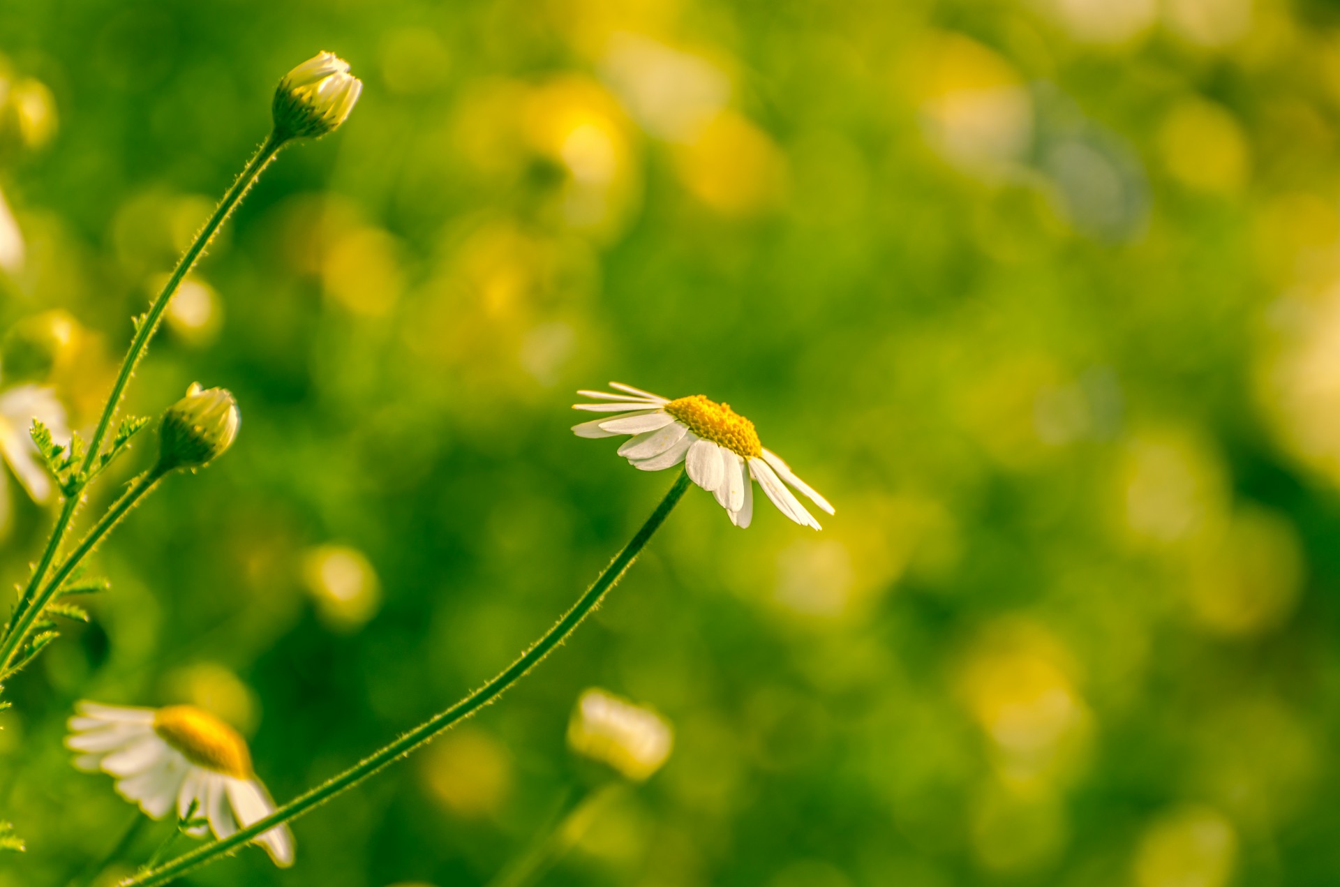 flower summer spring free photo