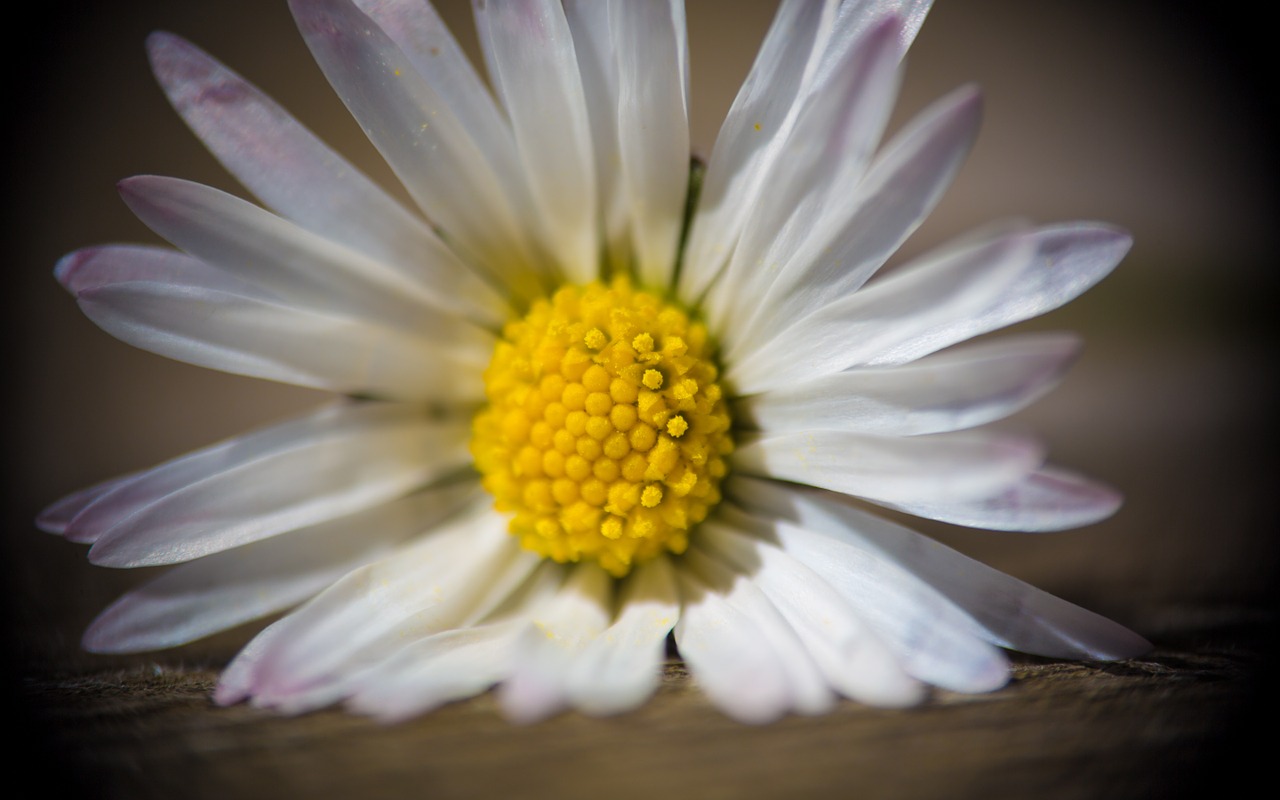 flower daisy close free photo