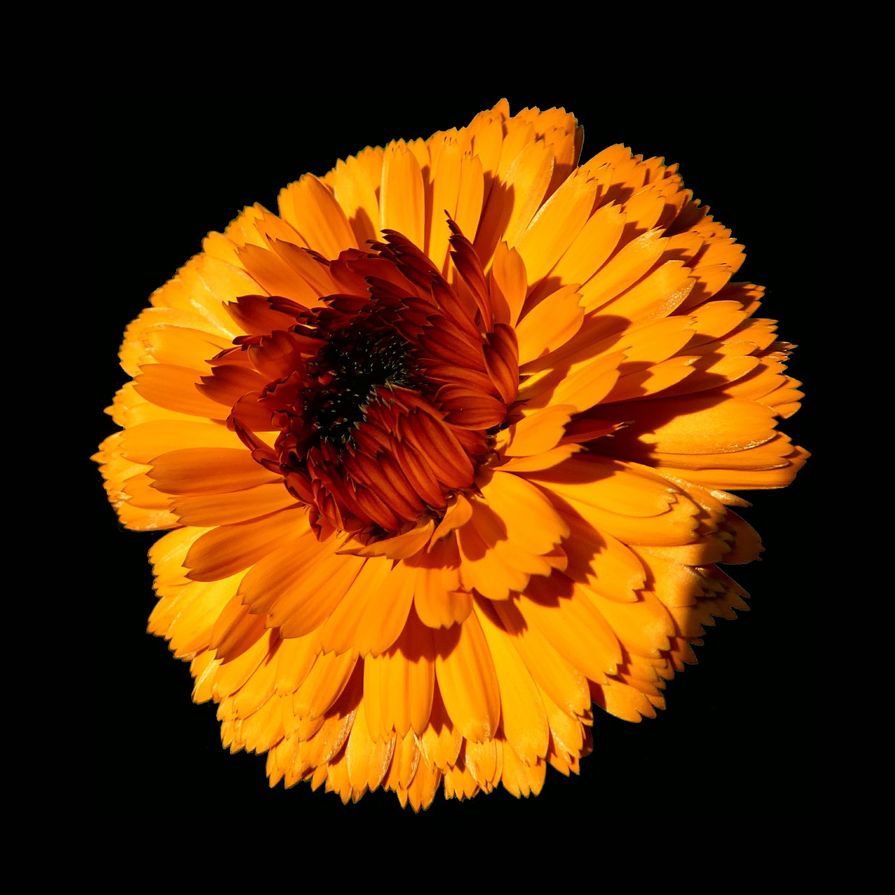 orange flower flower orange free photo