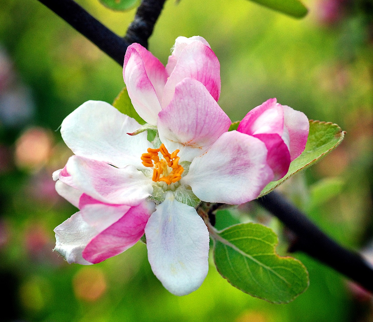 flower apple spring free photo