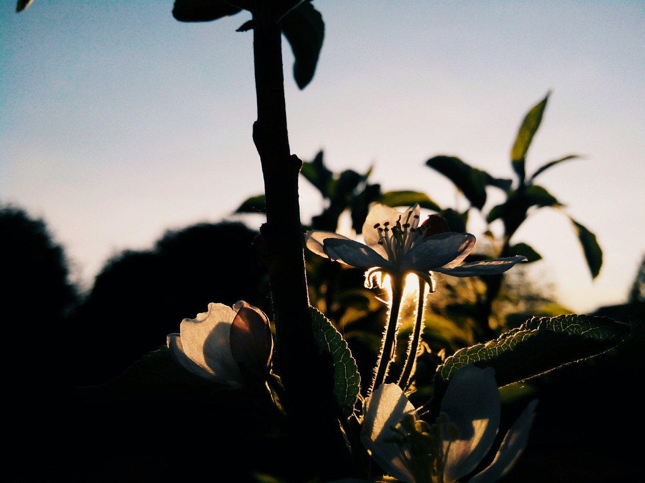 flower apple tree bloom free photo