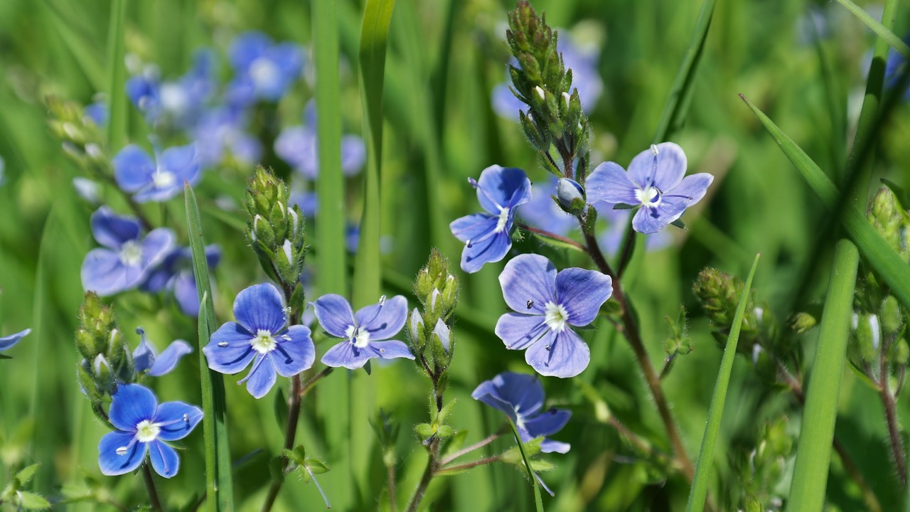 flower blue meadow free photo