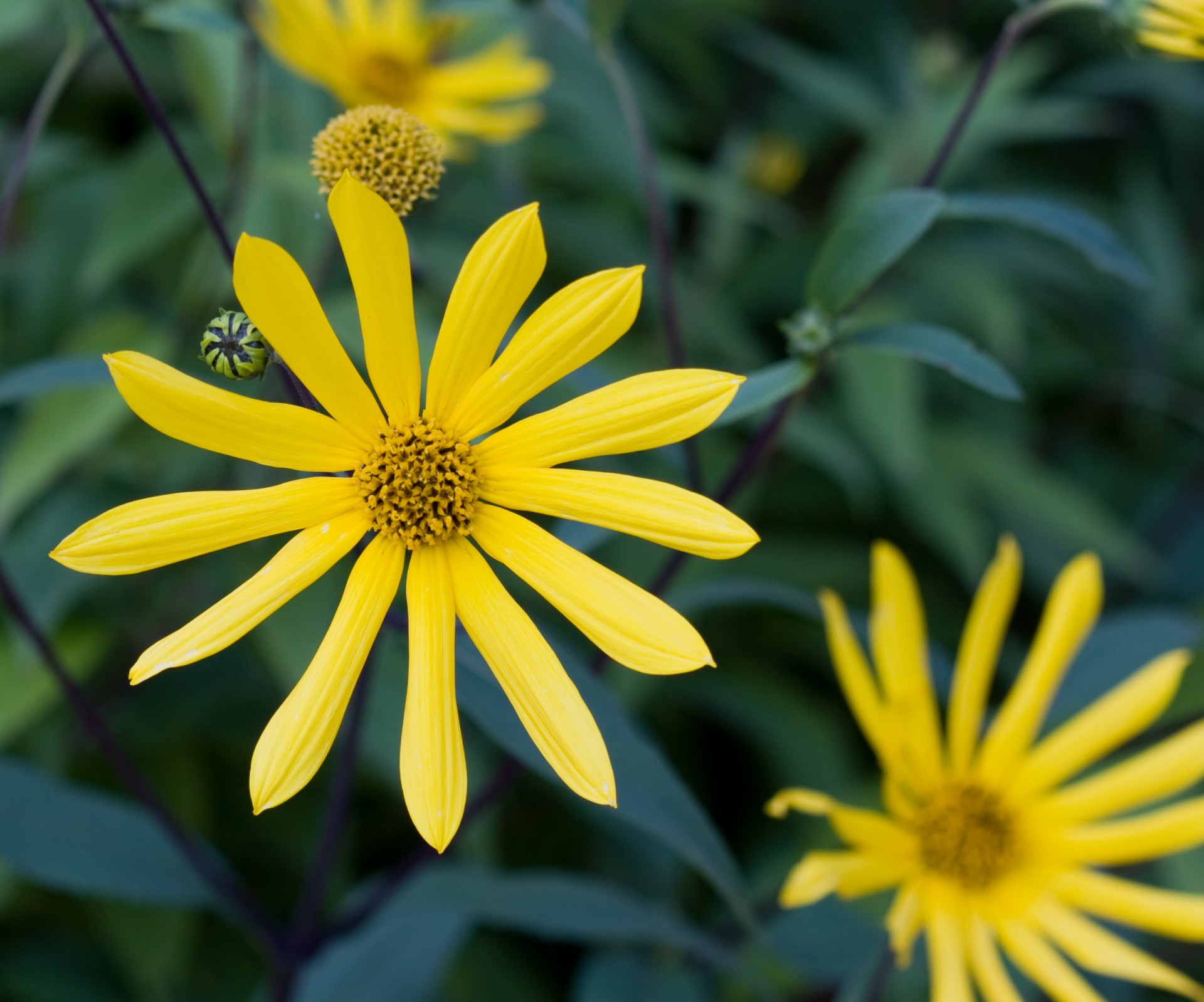 flower flowers yellow free photo