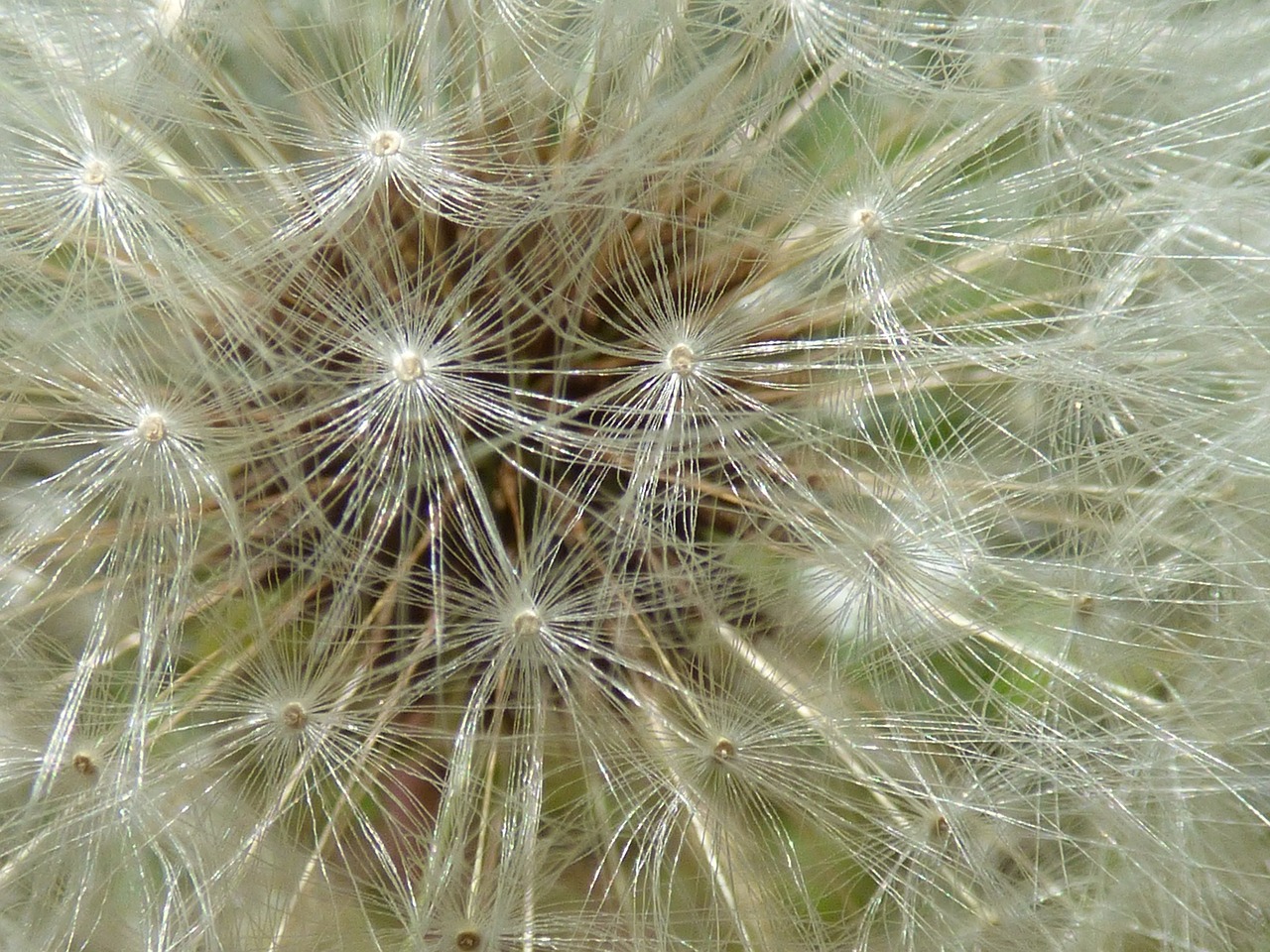 flower dandelion egrets free photo