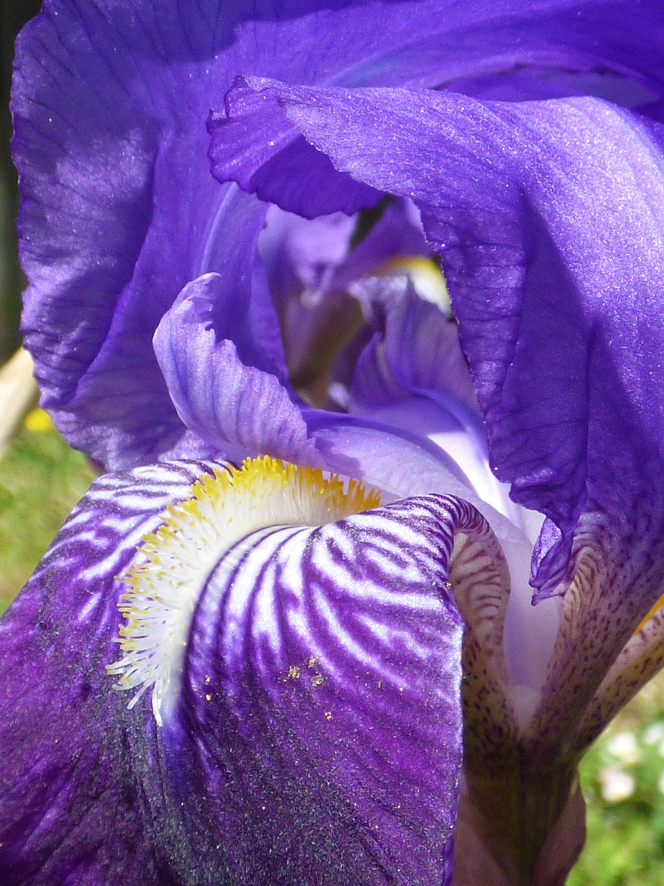 flower violet iris free photo