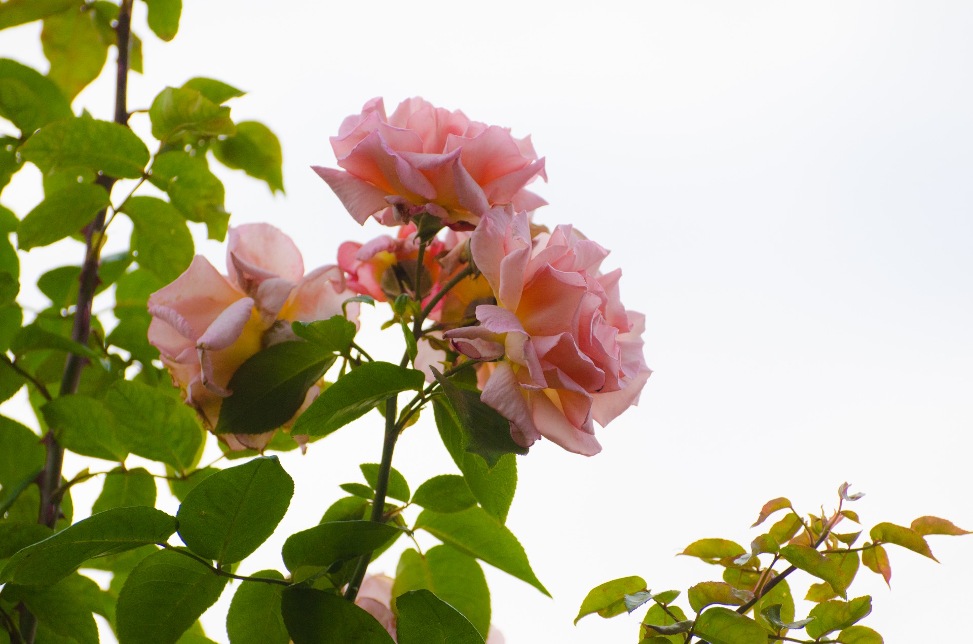 flower flowers pink free photo