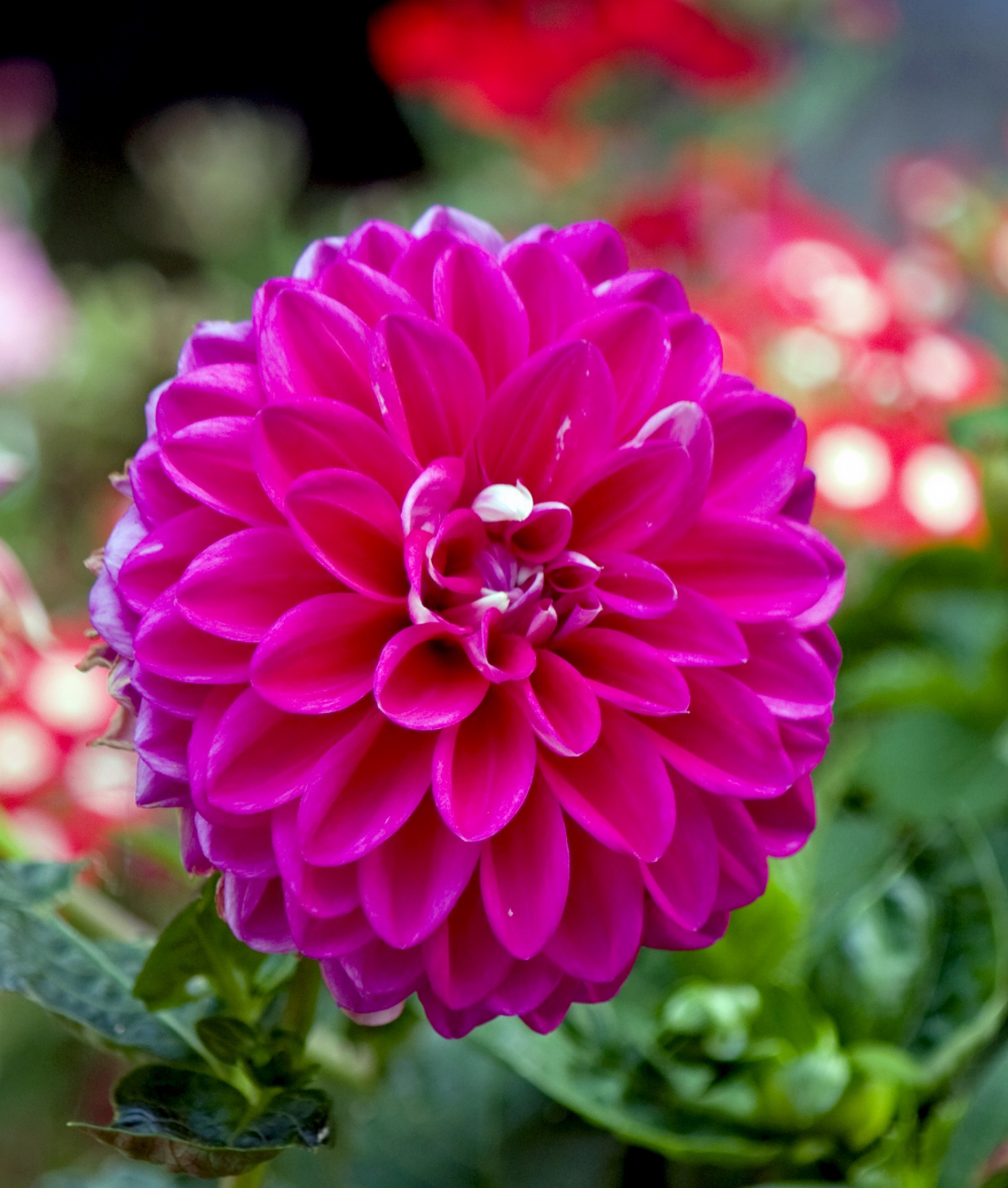 flower dahlia pink free photo