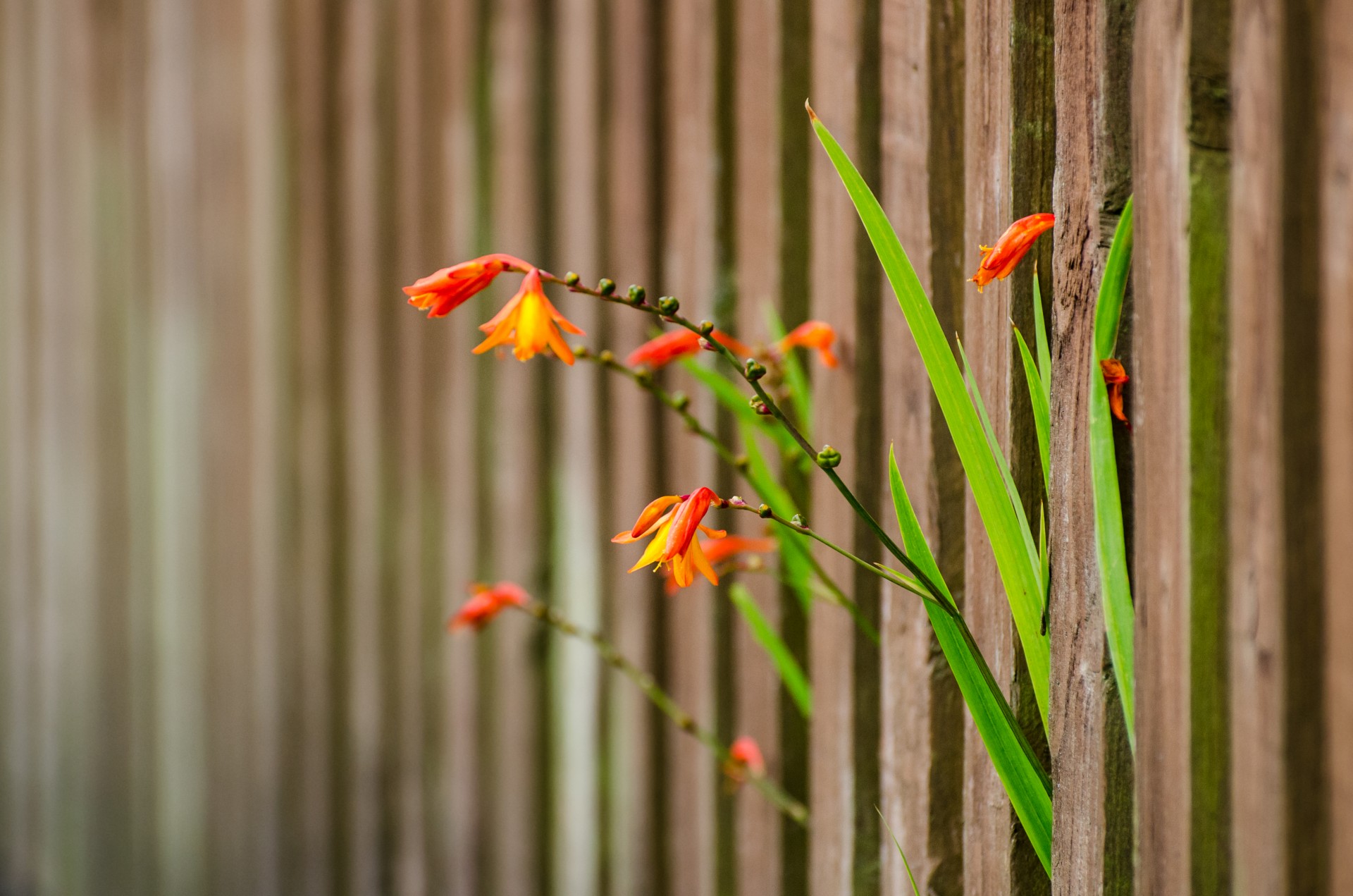 fence flower nature free photo