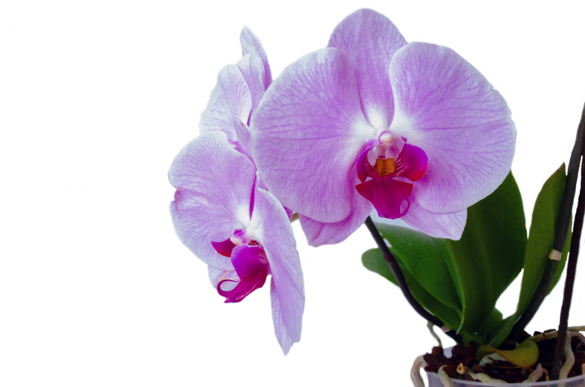 orchid flower isolated free photo