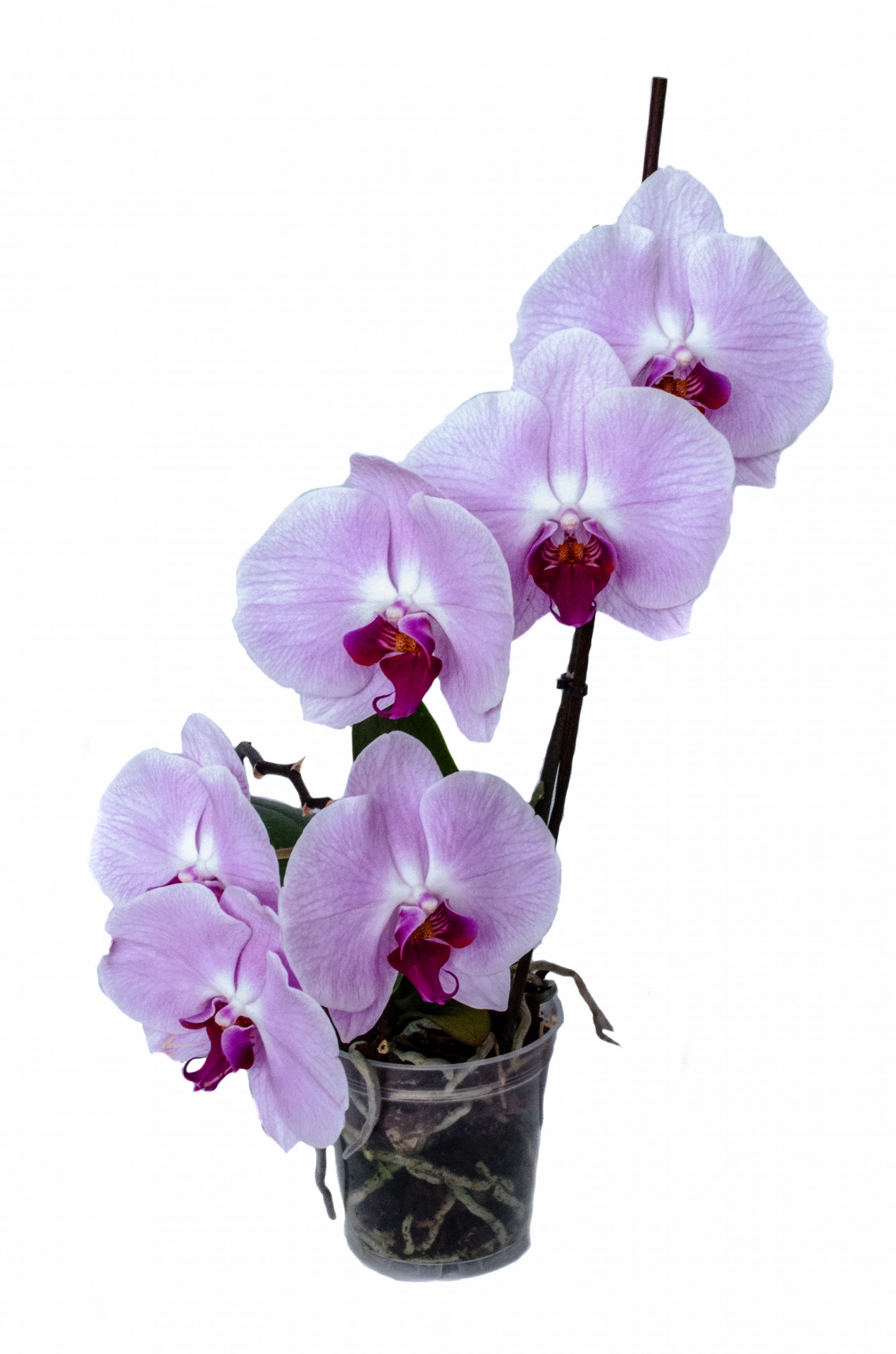 orchid flower isolated free photo