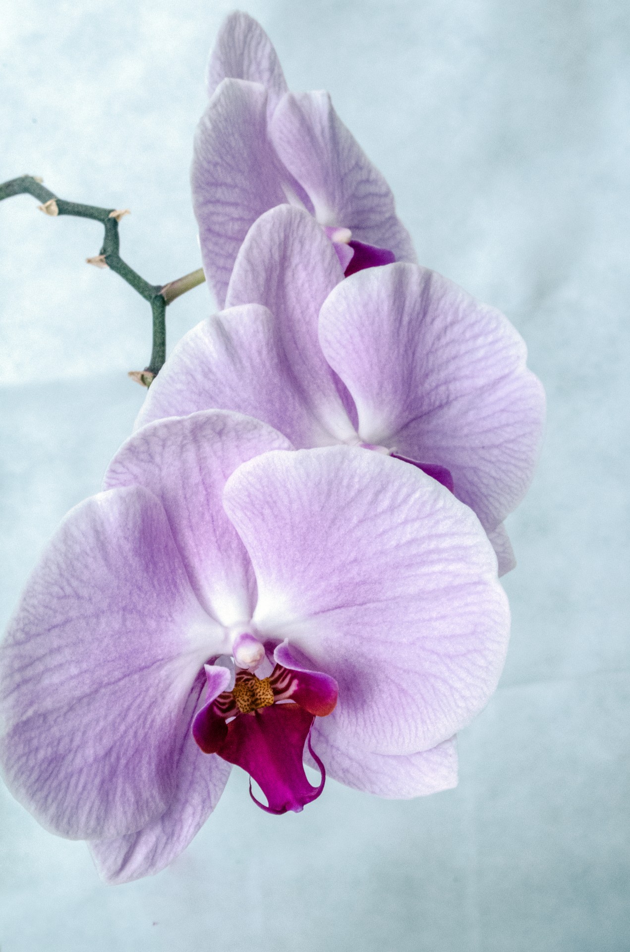 orchid flower isolated free photo