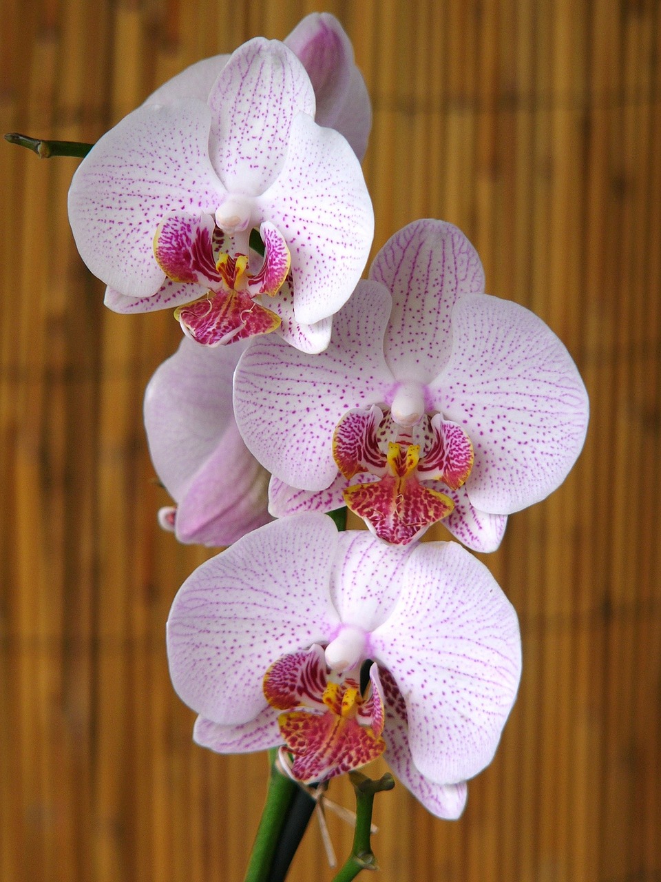 orchids flower rod free photo