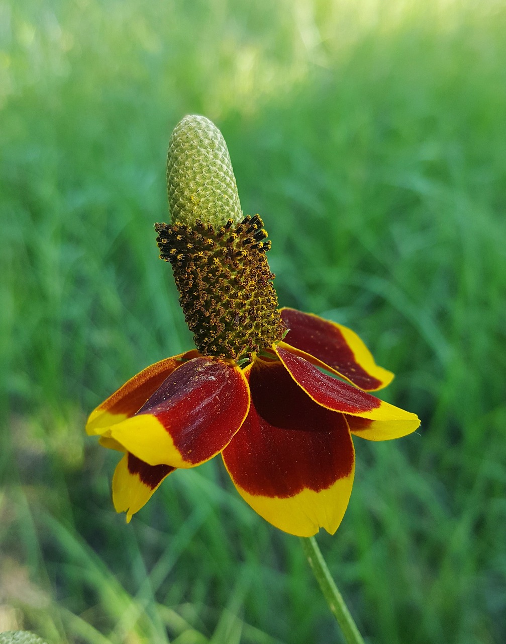 flower wildflowers coneflower free photo