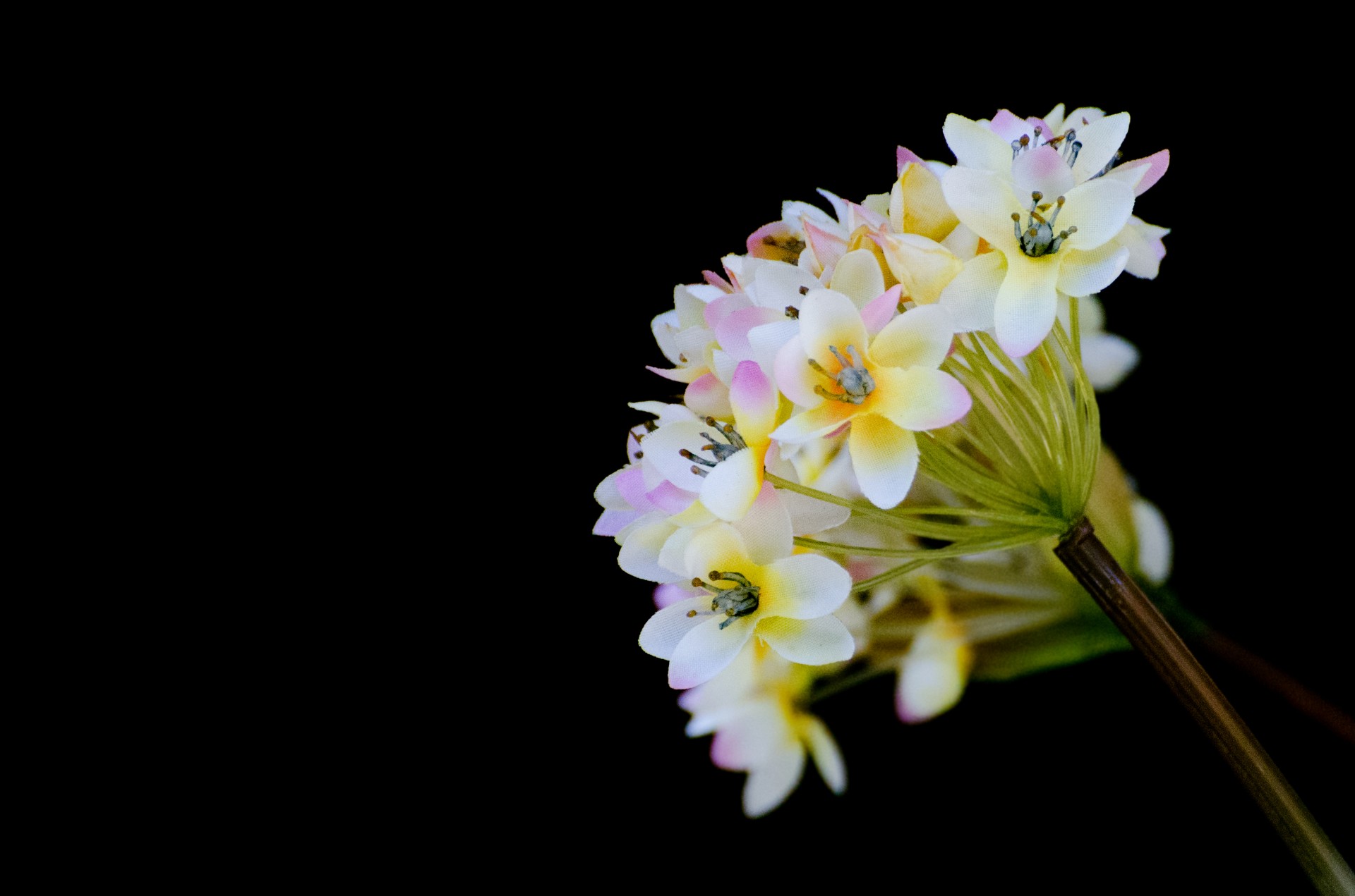 flower flowers black free photo