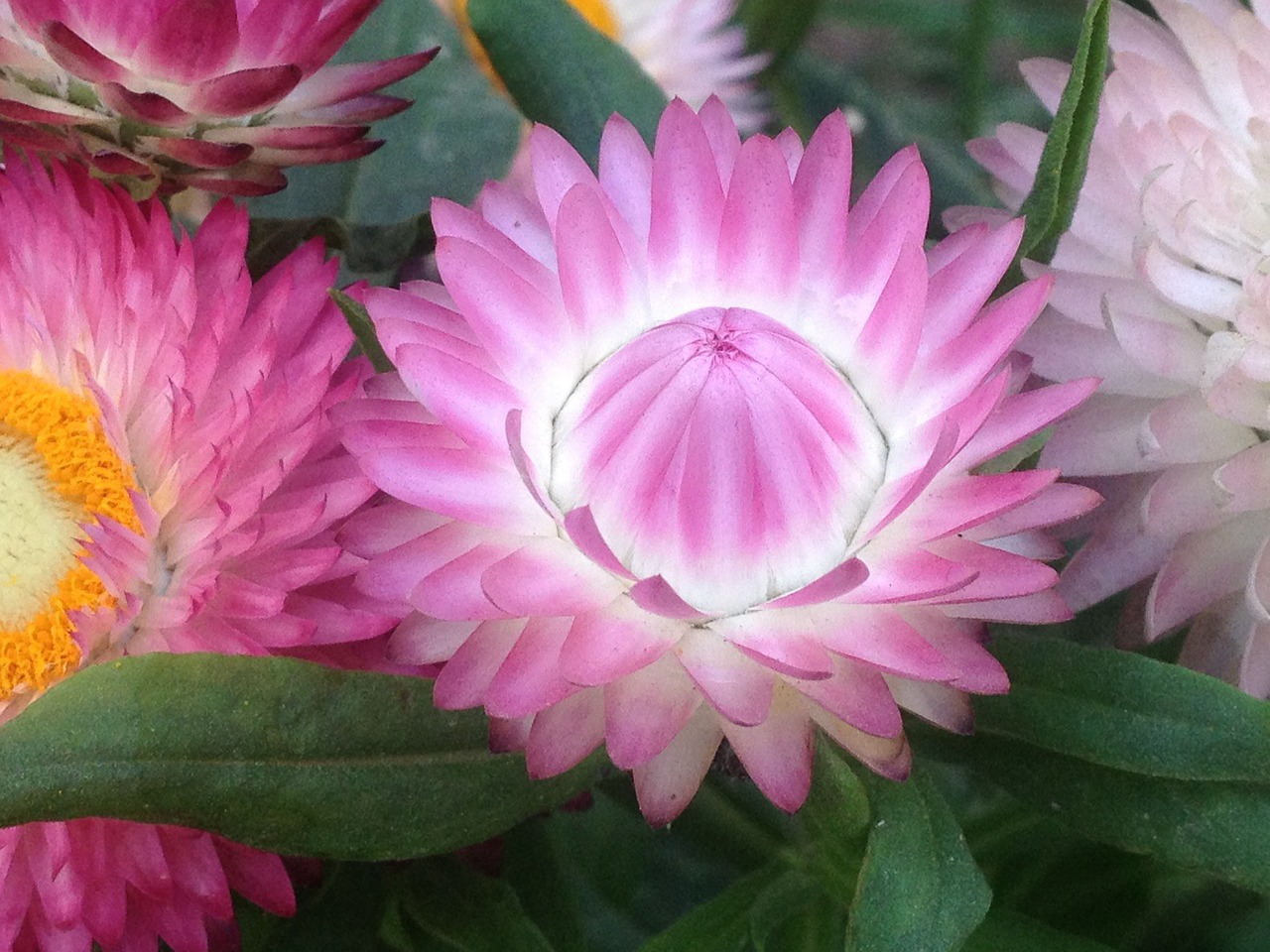 flower plants pink free photo