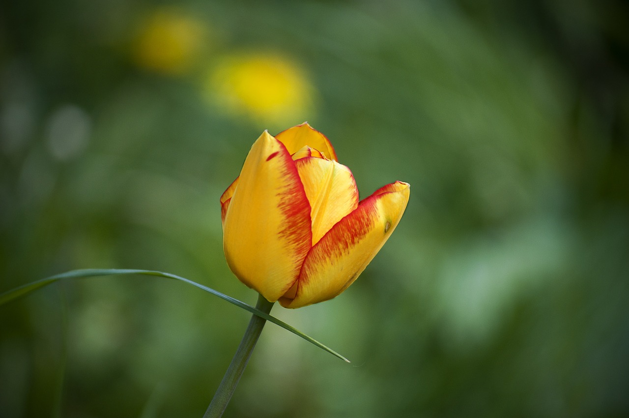 flower spring tulip free photo