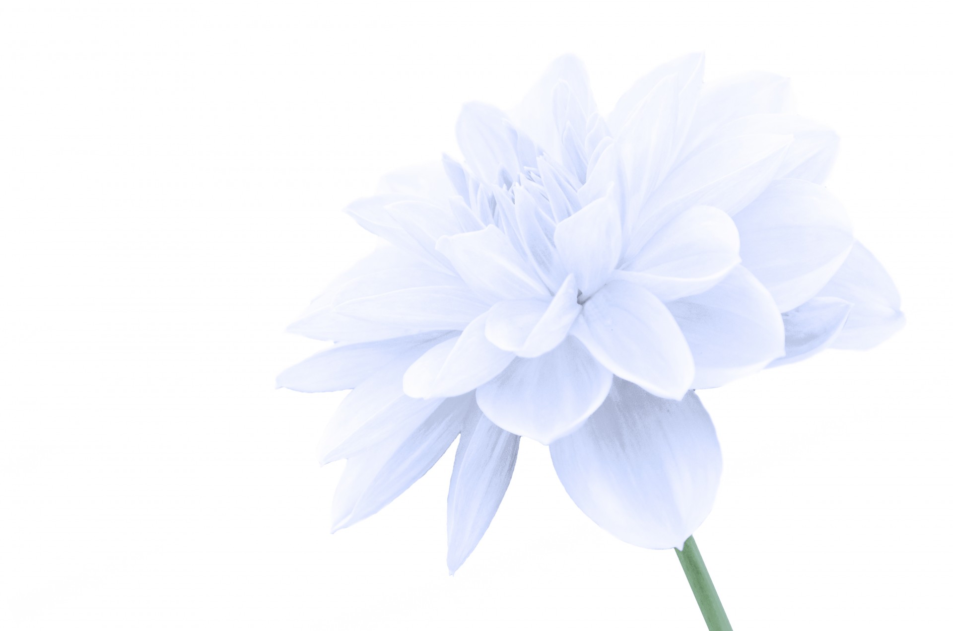 flower flowers isolated free photo