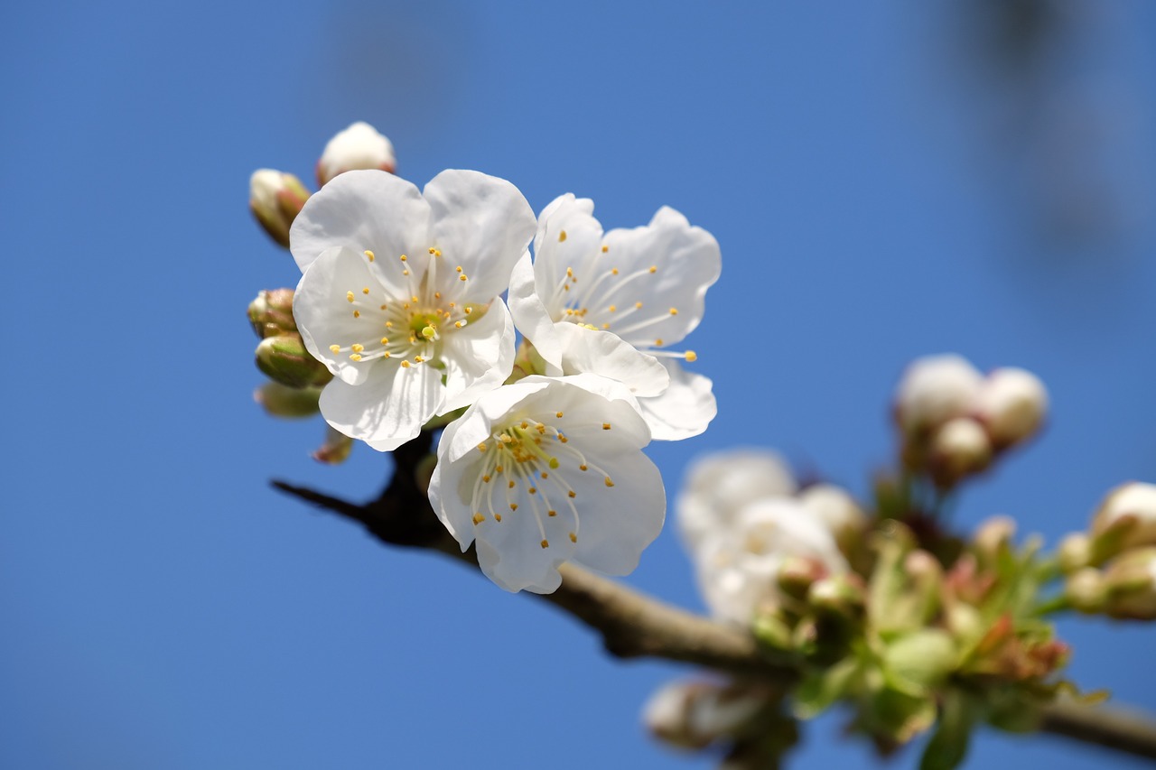 flower sky white free photo