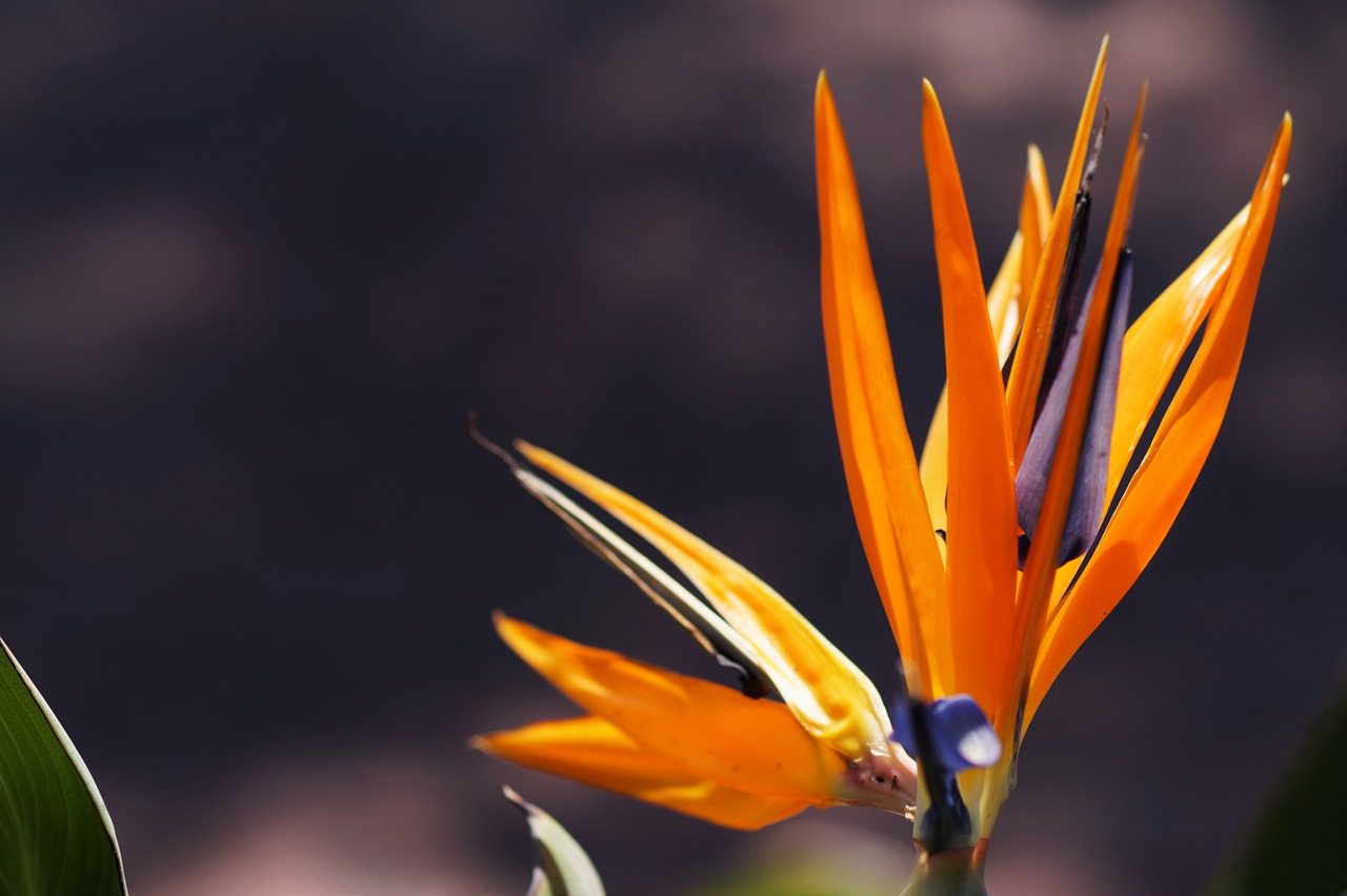 bird of paradise flower flowers free photo