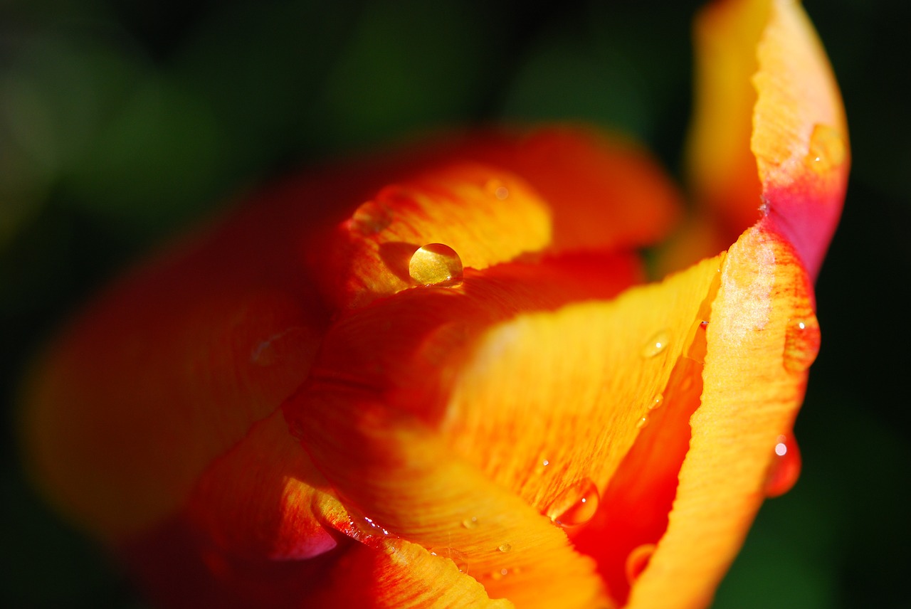 flower tulip spring free photo