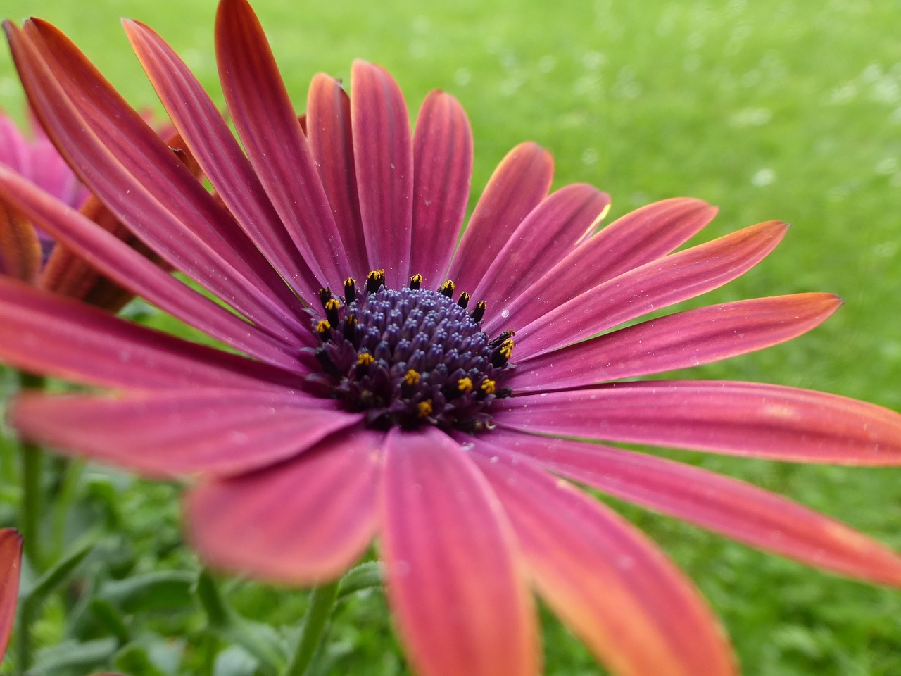 flower pink bloom free photo