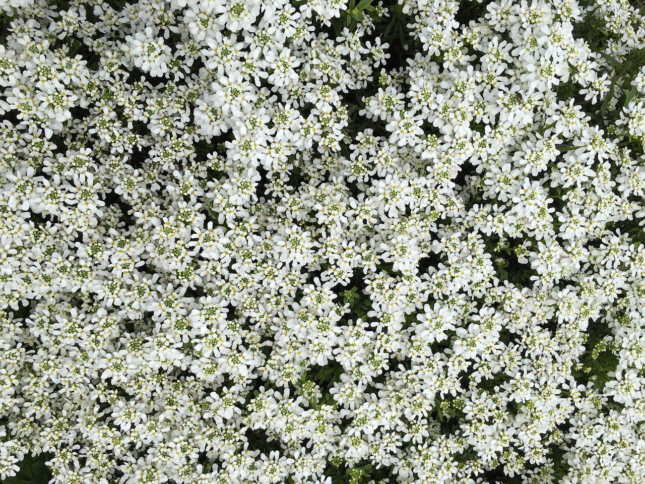 flower white bloom free photo