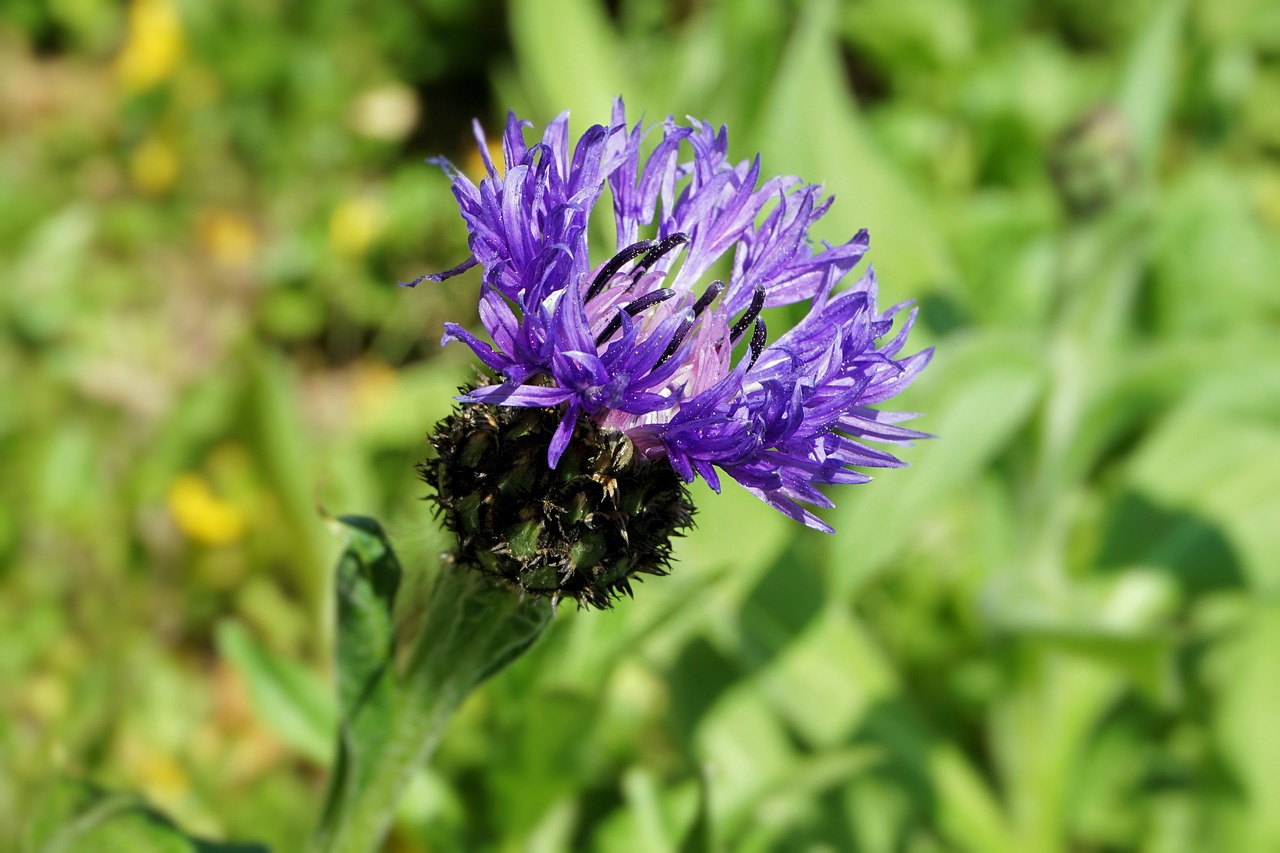 flower blossom bloom free photo