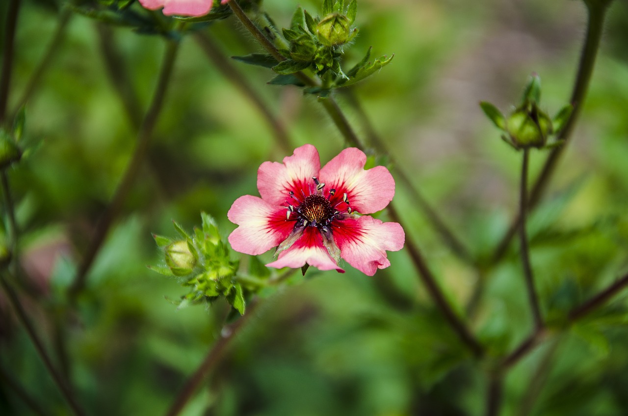 flower red green free photo