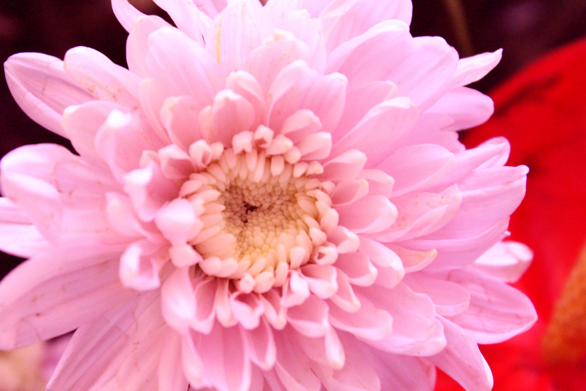 pink flower flower petals free photo