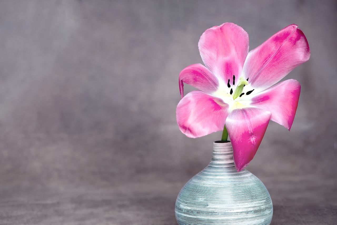 flower tulip pink free photo