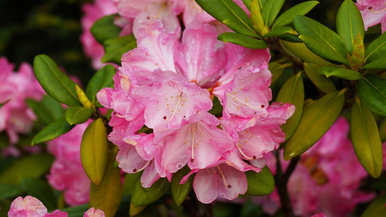 flower pink white free photo