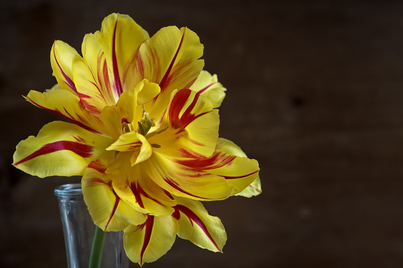 flower tulip yellow red free photo