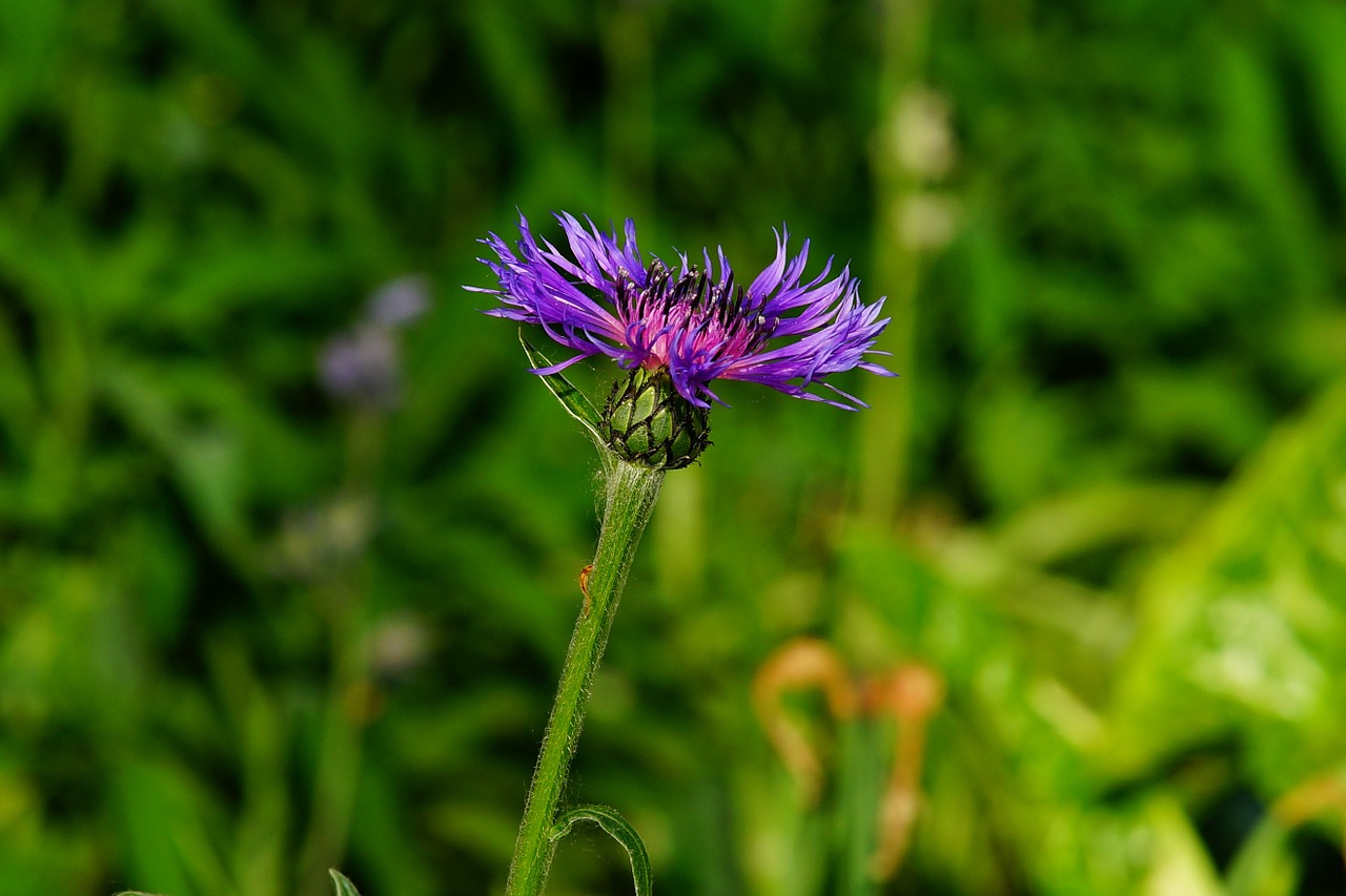 mountain -flockenblume flower blossom free photo