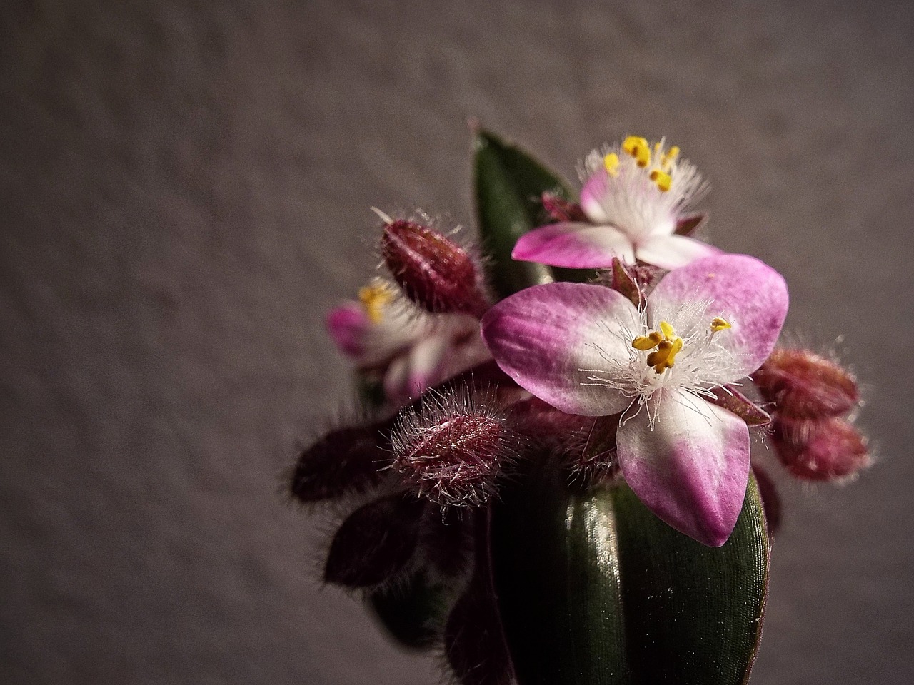 tradescantia pink flower free photo