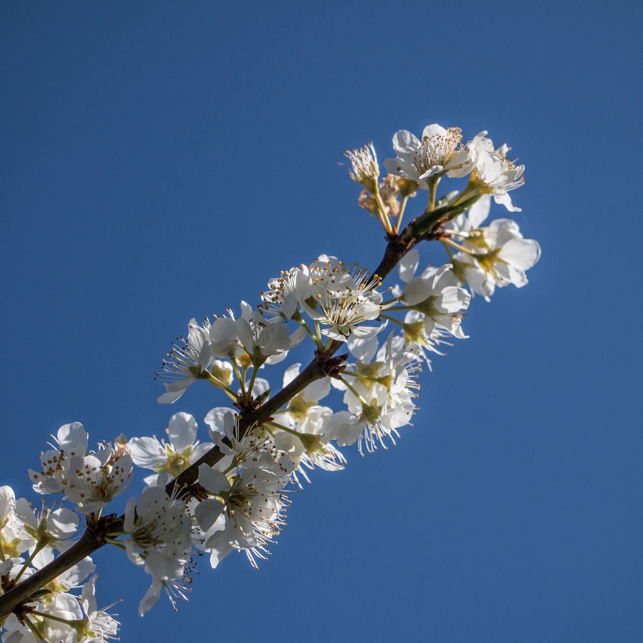 flower yellow flowers free photo