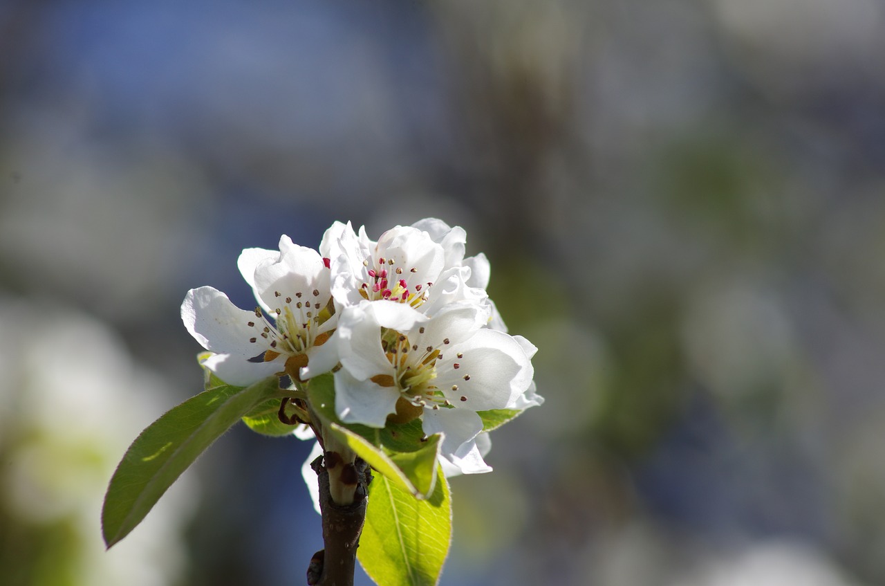 flower spring natural free photo