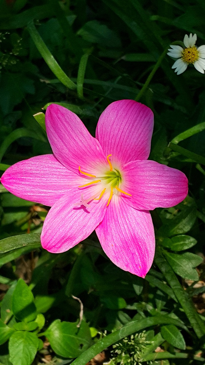 flower pink rain lilly free photo