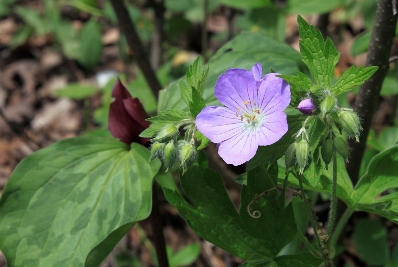 flower wild wildflower free photo