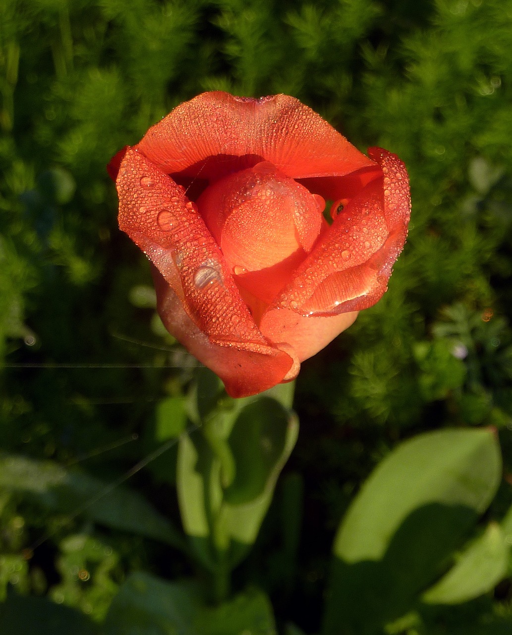 flower red garden free photo