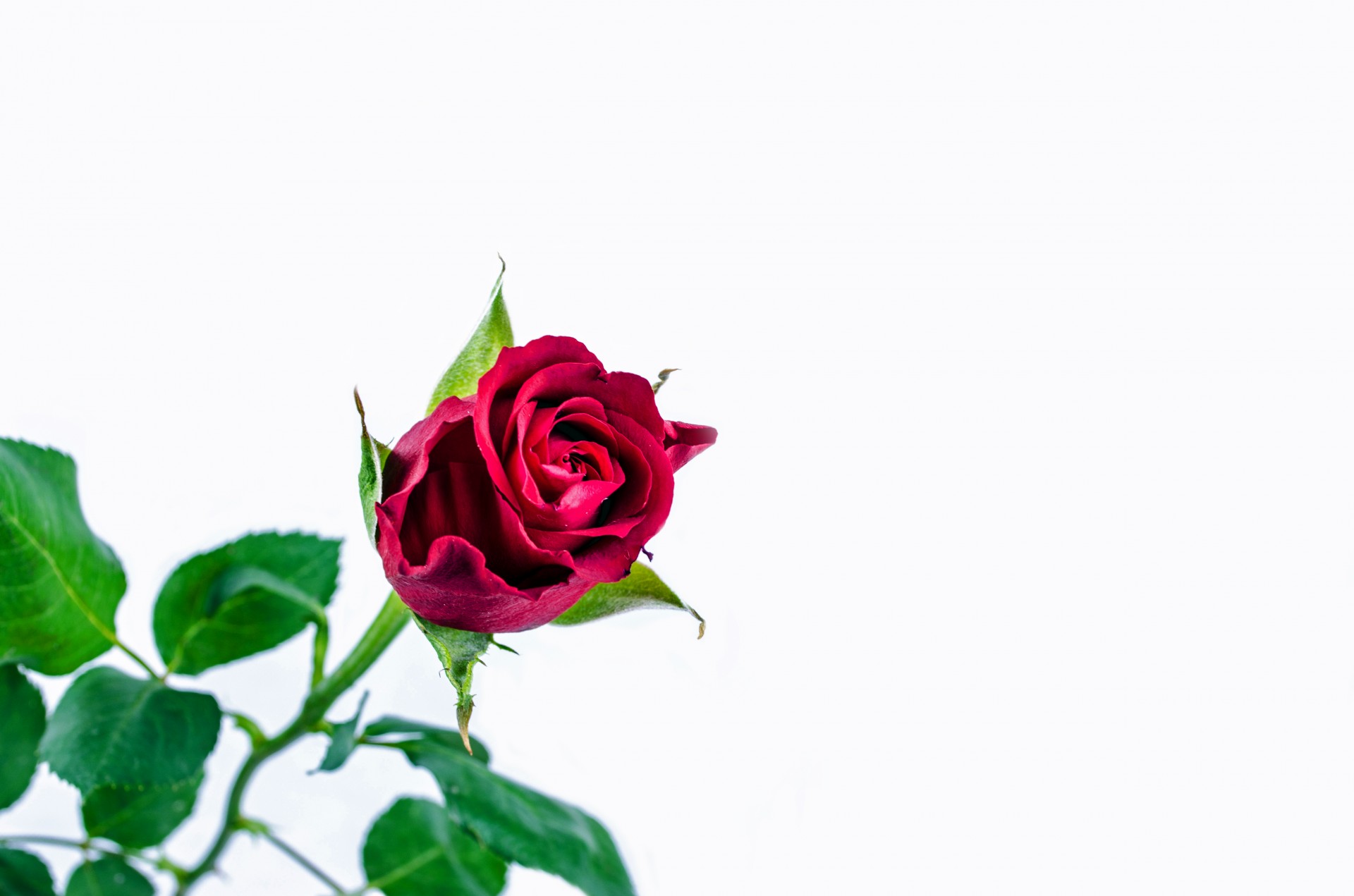 flower rose love free photo